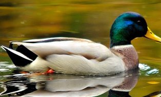 <img src="duck.jpg" alt="Duck" />