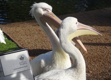 <img src="pelicans.jpg" alt="Pelicans" />